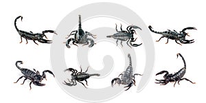Group of scorpion isolated on a white background. Insect. Animal photo