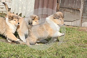 Group of Scotch Collie puppies running together