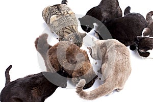 Group Scottish-British cats eat dry food from the floor, food, lunch, on a white background