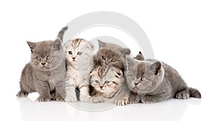 Group scottish and british shorthair kittens. isolated on white