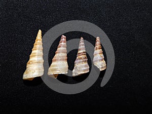 A group of Screw shells