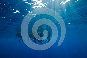 Group of scuba divers