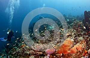 Group of Scuba Divers in St Lucia