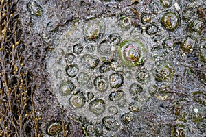 Group of Sea Anemones in the sand at low tide, as a nature background, Alki Point, Washington, USA