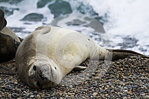 Group of sea elephants