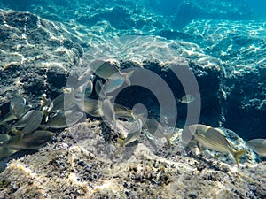 A group of sea fish swim under the water near the rocks