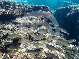 A group of sea fish swim under the water near the rocks