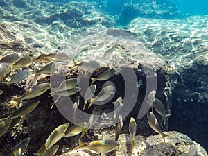 A group of sea fish swim under the water near the rocks