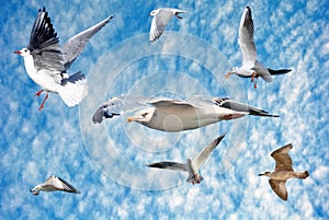 Group of sea gulls