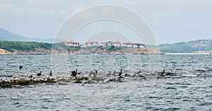 Group of sea gulls is sitting on a stone formation in the estuary of ropotamo river and the black sea in bulgaria