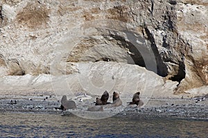 Group of sea lion at magdalena island