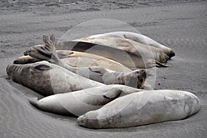 A group of sea lions