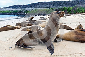 Group of sea lions on the beaches of Galapagos photo