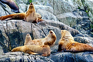 Group of Sea Lions Lazing on a Rock
