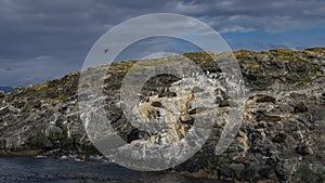 A group of sea lions lies on the slope of a rocky islet in the Beagle Channel. photo