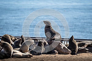 Group of Sea lions, Otariinae on the seashore in Namibia