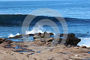 A group of sea lions, Otariinae, sunbathing on a rocky outcropping on the shore of the Pacific Ocean with a wave rolling in