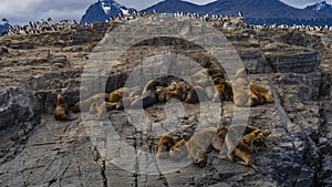 A group of sea lions is resting on the slope of a rocky islet.