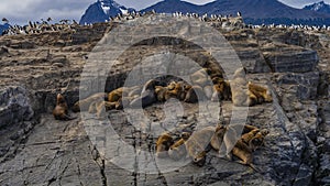 A group of sea lions is resting on the slope of a rocky islet. photo