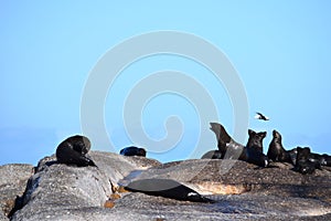 Group of sea lions on the rocks of Duiker Island