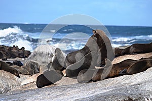 Group of sea lions on the rocks of Duiker Island