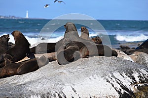 Group of sea lions on the rocks of Duiker Island