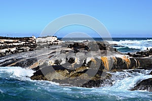 Group of sea lions on the rocks of Duiker Island