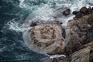 Group of Sea Lions on Shores