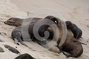 Group of sea lions socializing on a sand beach  near La Jolla Cove, San Diego, Southern California