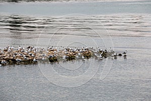 Group of sea mews near the lake