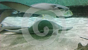 Stingray in the aquarium of a zoo photo