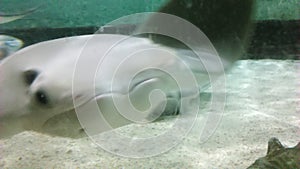 Stingray in the aquarium of a zoo photo