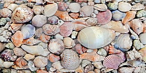 Group of sea shell background for decoration
