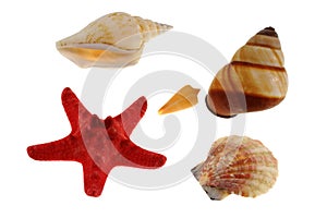 Group of sea shells with starfish