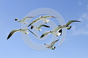 Group of seagull