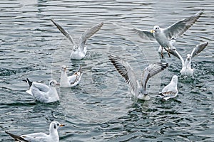 A group of seagull fight for food in water