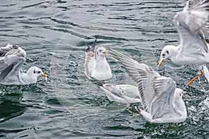 A group of seagull fight for food in water