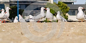 Group seagull standing in line on beach