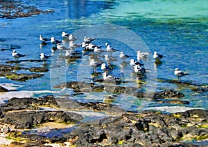 Group of Seagulls