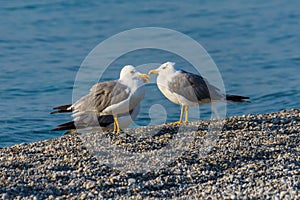 Group of seagulls at the beach.