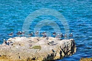 A group of seagulls on a big rock in a Caribbean sea lagoon.