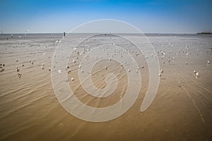 Group of seagulls floating on the sea with the sky as the background