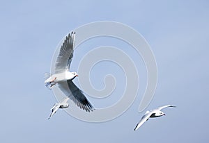 Group of seagulls flying against the blue sky.