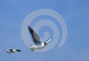 Group of seagulls flying against the blue sky.