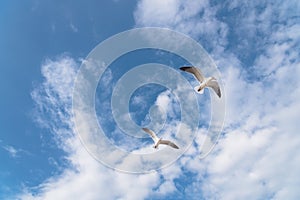 Group seagulls are flying on the cloud blue sky
