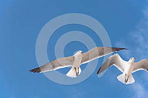 Group seagulls are flying on the cloud blue sky