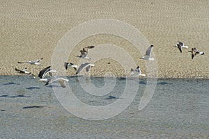 Group of seagulls flying over the beach