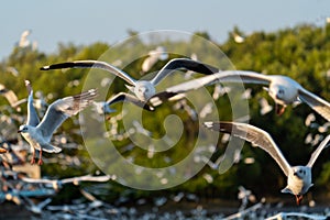 Group of seagulls flying over the sea