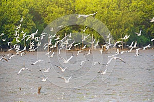 Group of seagulls flying in the sky at Bang Pu, Samut Prakan, Thailand..Large flock of Seagull birds flying over the sea on sunset