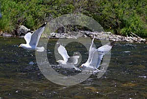 Group of seagulls hunting in a river